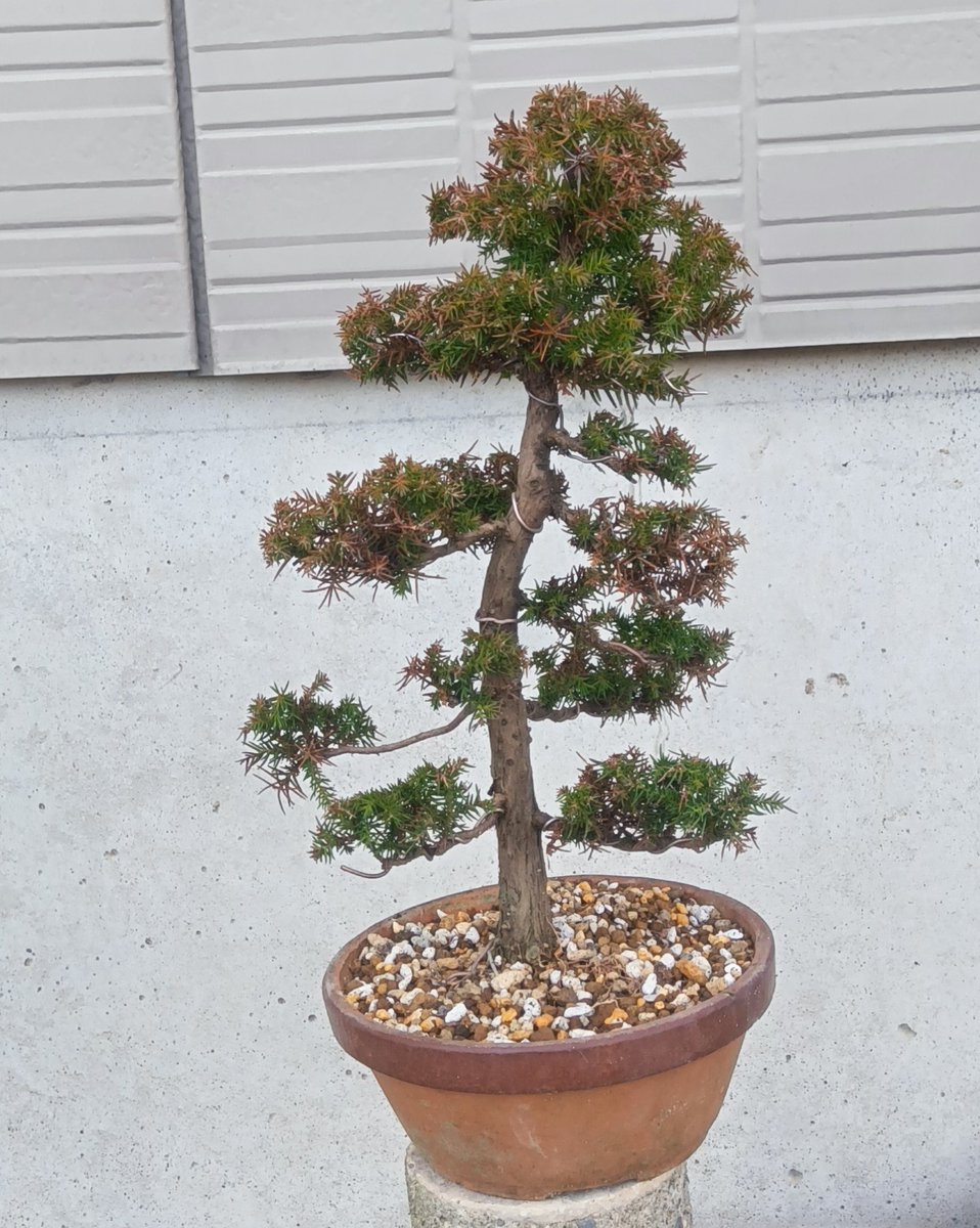 ksitiro's tweet photo. 山採りの杉。
一回り大きい鉢に植え替えました。 https://t.co/CudqfdR0DF