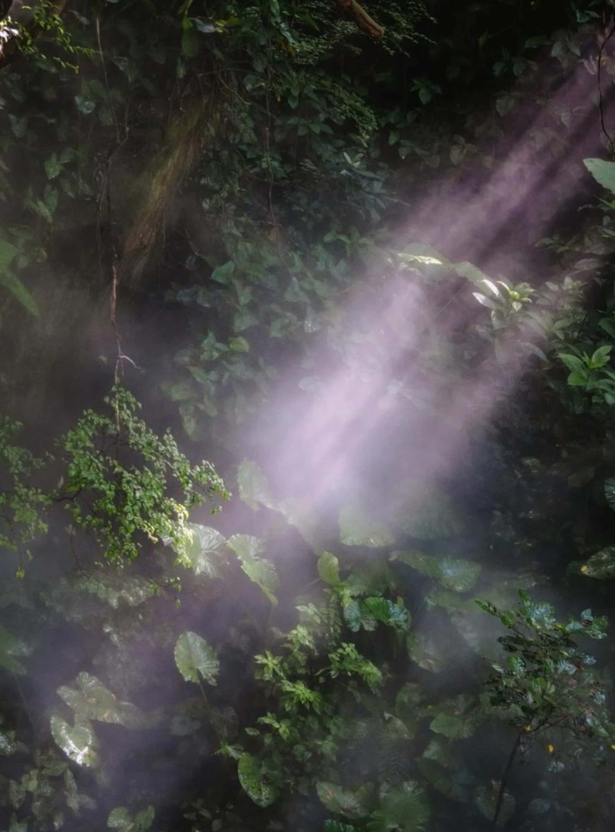 Buffett 📈 Trading Advisor tweet media