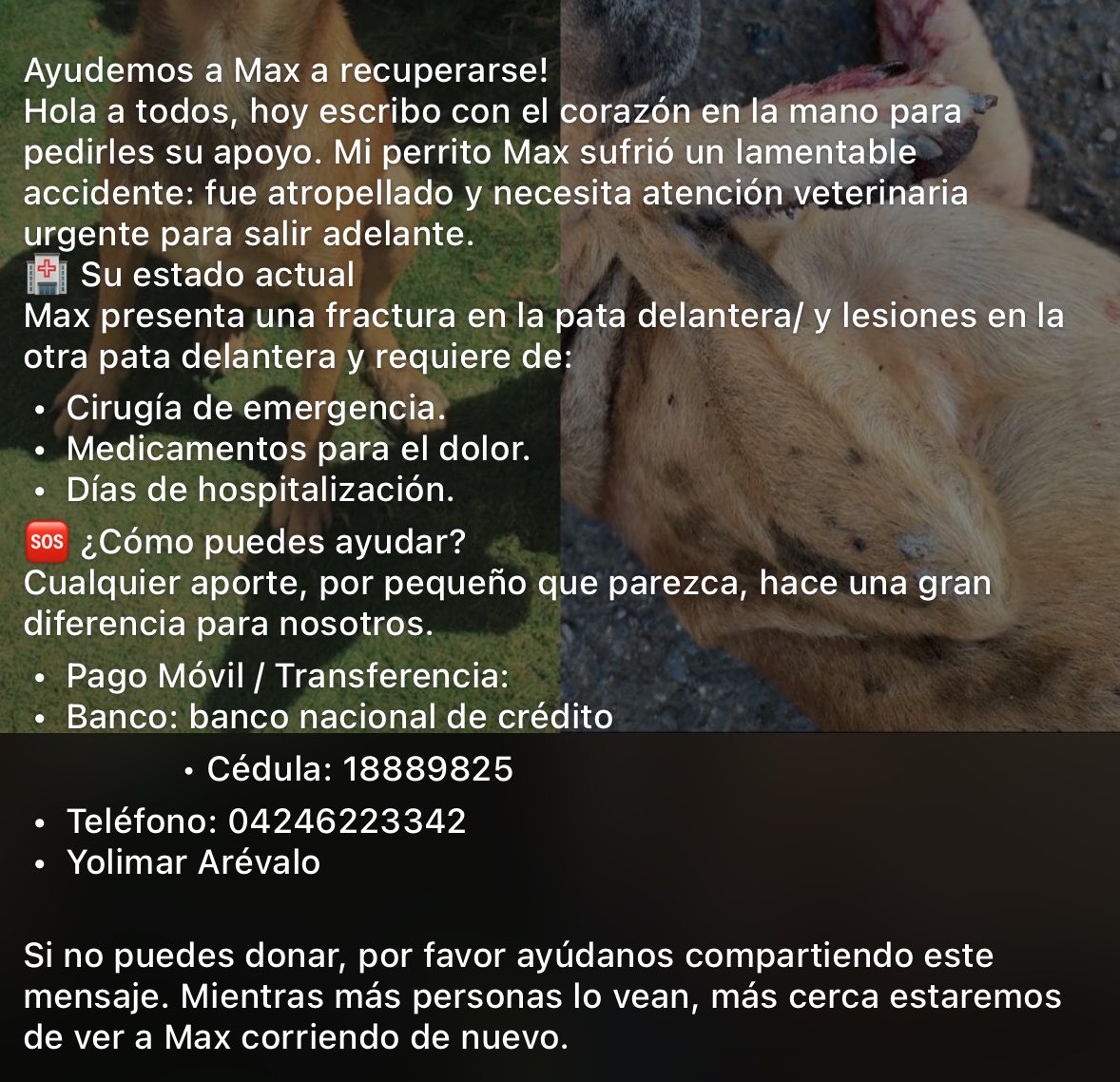 Vicky_Esclasans's tweet photo. POR FAVOR los que puedan colaborar o difundir le agradezco de alma y corazón🫶🏻 #Anzoátegui #Barcelona #PuertoLaCruz #Lechería #AyudemosAMax #Ayuda #donation #Venezuela #Perritos #Colabora @peluditosucv @faprani https://t.co/eaJyhyJ1Y7