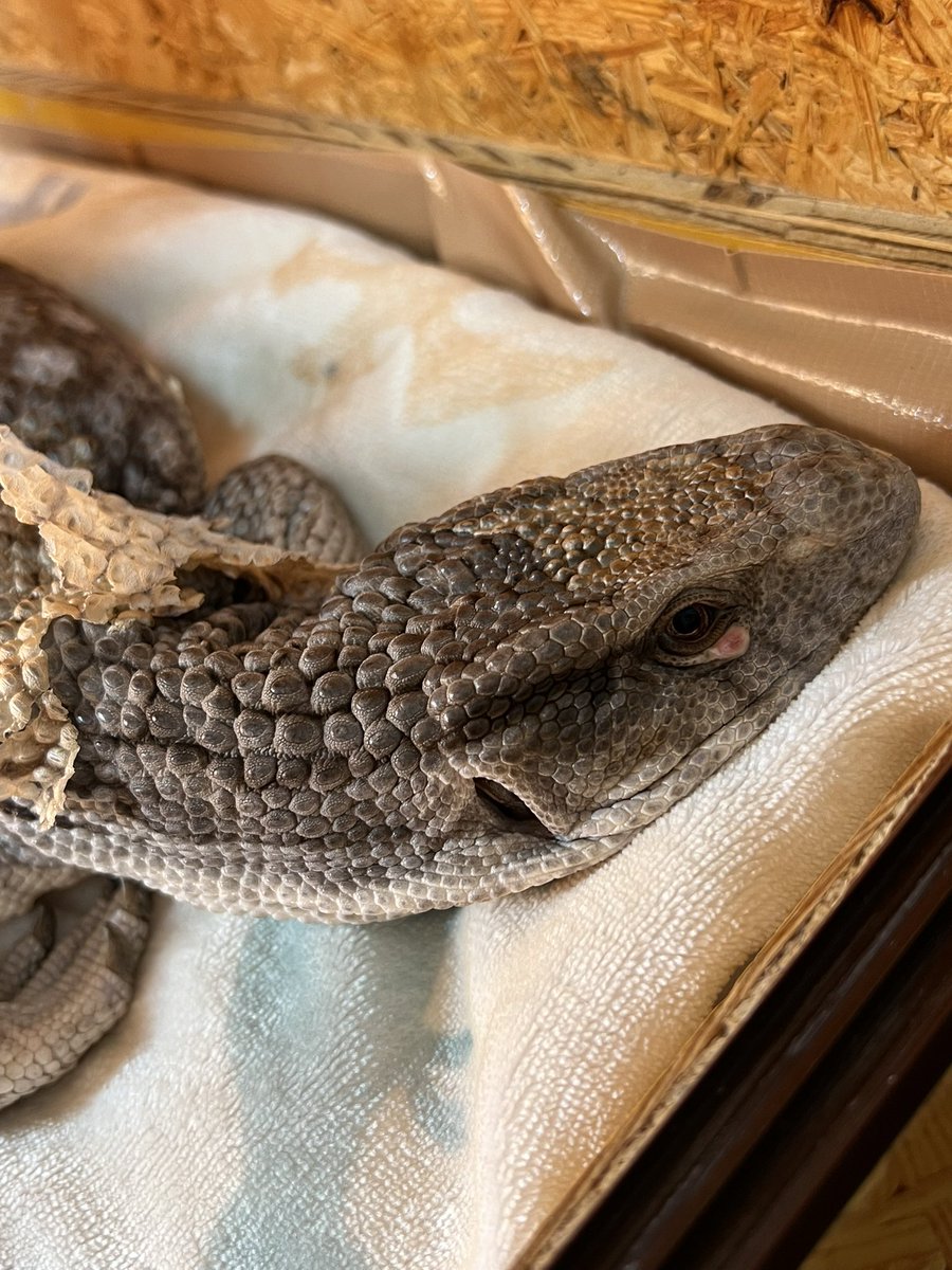 爬虫類絵師Croco (@Croco82951901) / Posts / X