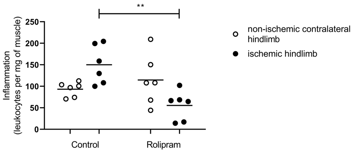 Muscles MDPI tweet media