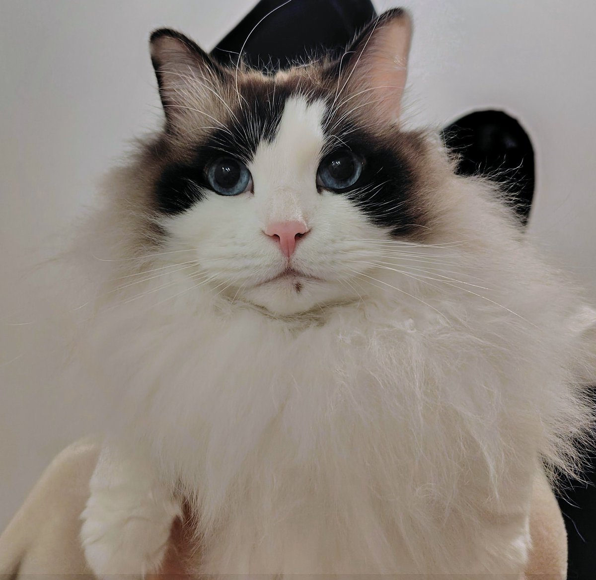 chilly___man's tweet photo. 伝わる？嬉しそうな顔のお猫です(⁠ ⁠◜⁠‿⁠◝⁠ ⁠)⁠
だって、おとうさんが抱っこしてくれてるからね！
#猫のいる暮らし𓏲𓎨 https://t.co/xyp0PTfpdh