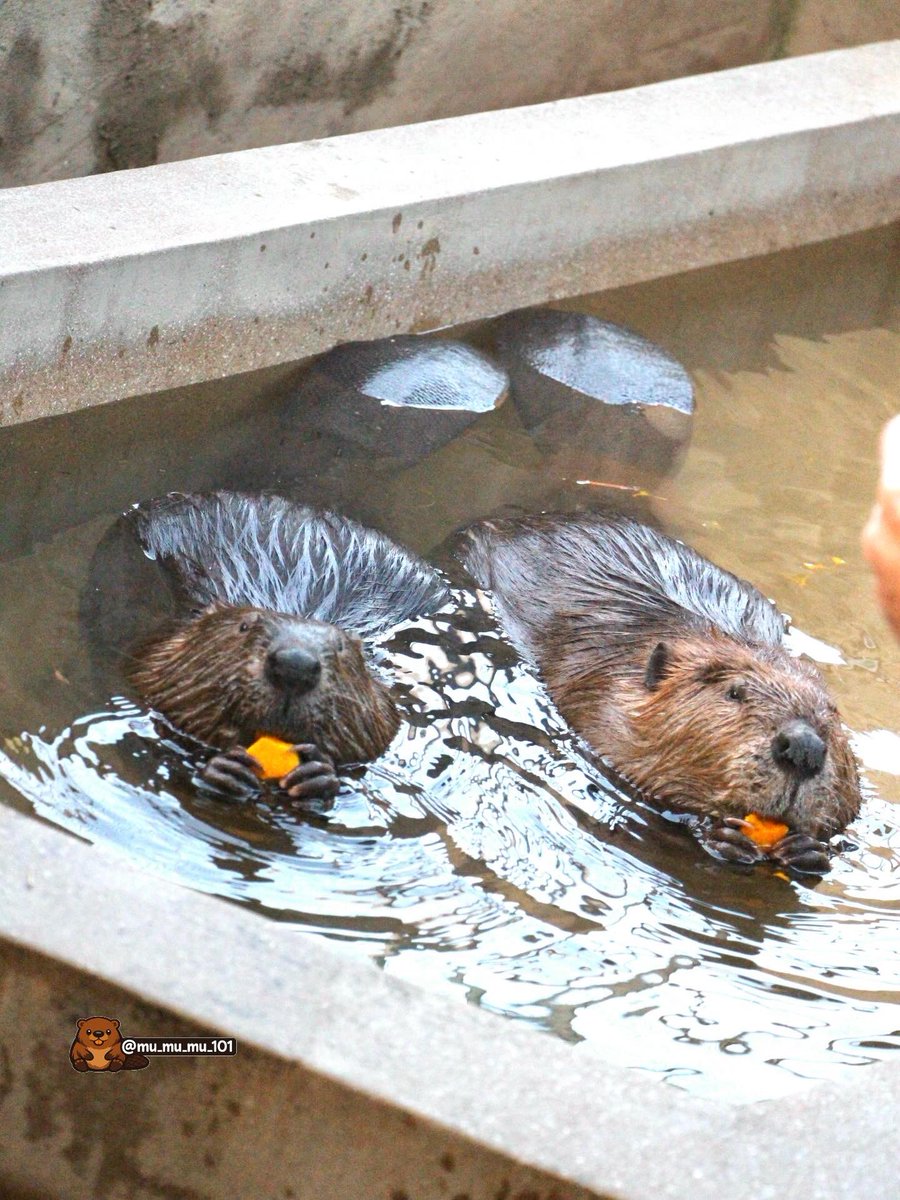 むーむーむー🍠 (@mu_mu_mu_101) / Posts / X