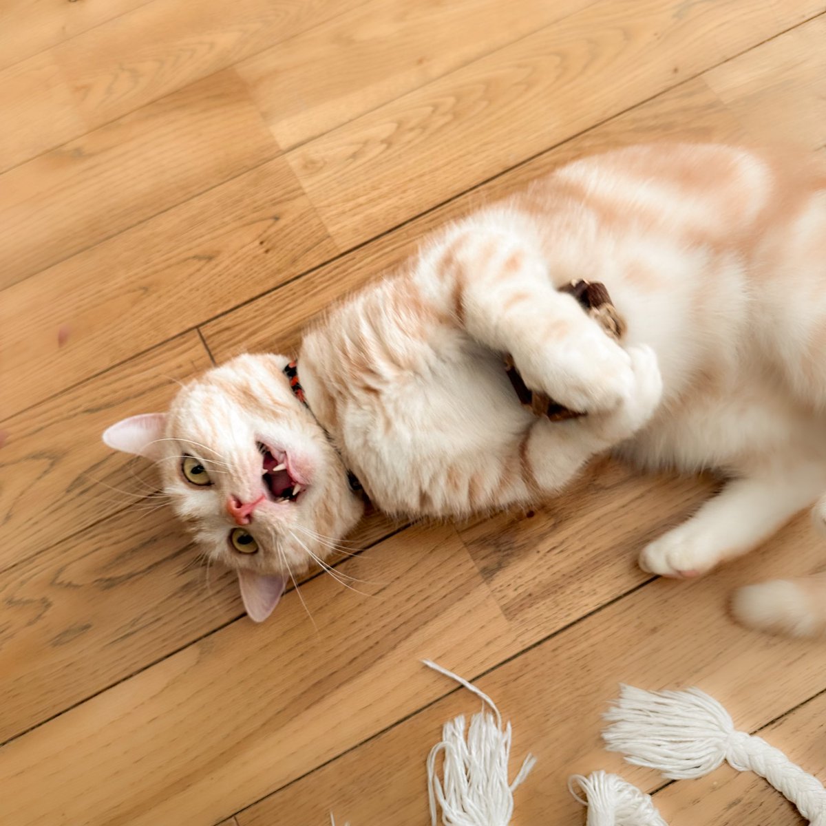 桑原太矩 tweet media