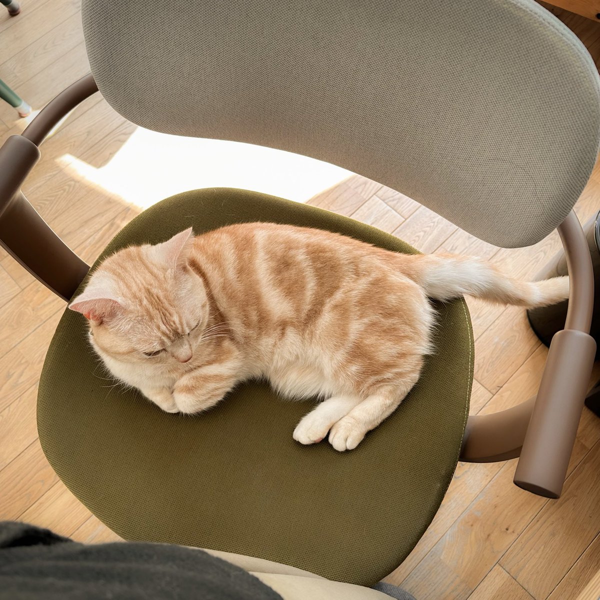 桑原太矩 tweet media