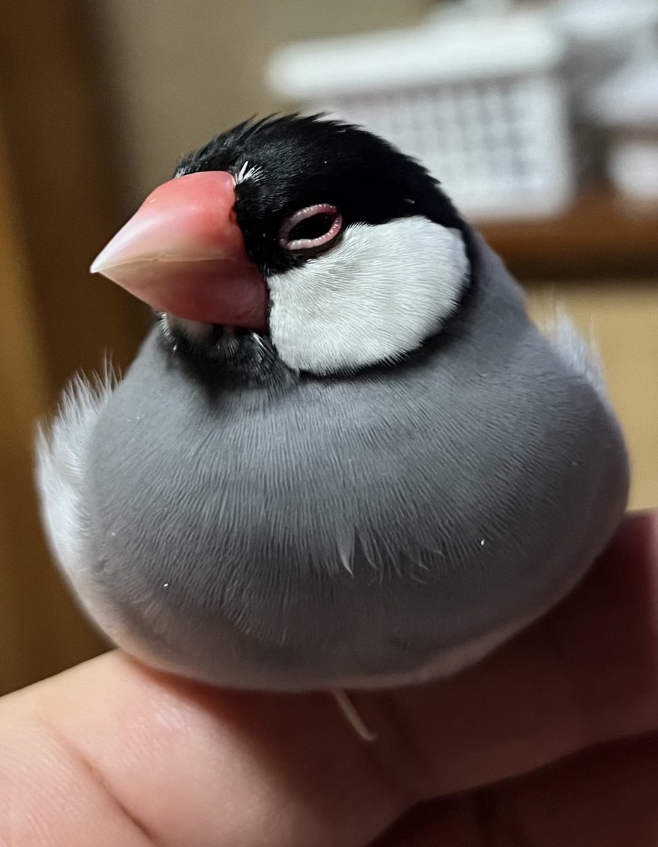 Java_buncho's tweet photo. これがこうなってこうなる
#文鳥 https://t.co/E8cVfKcBSU