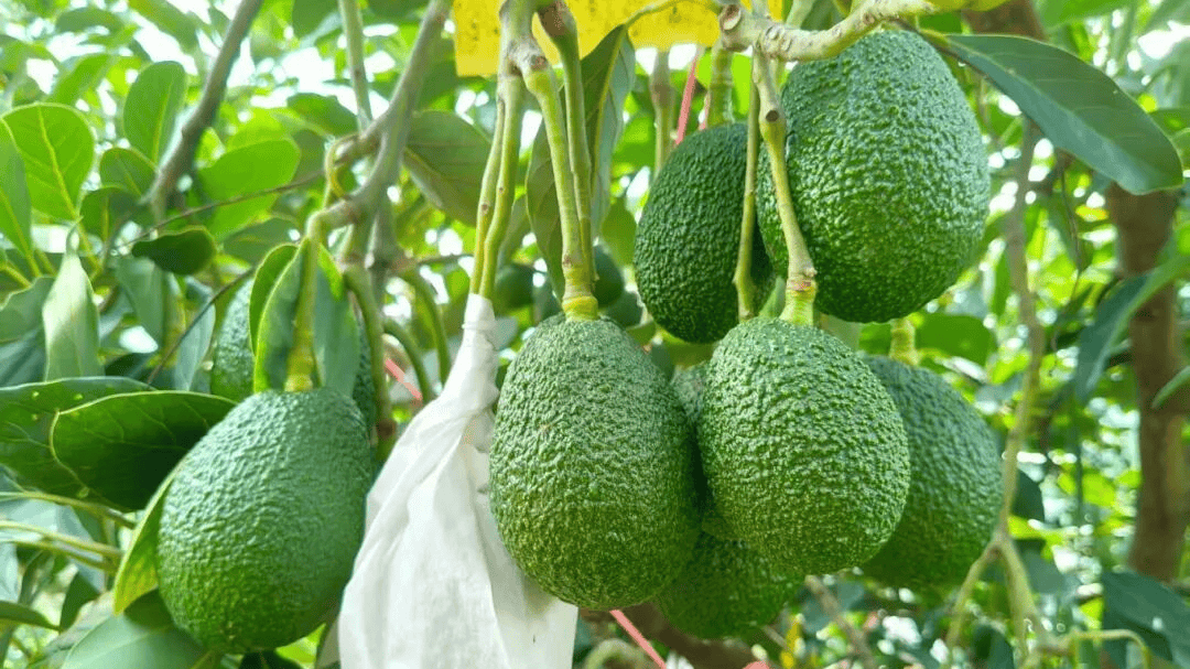 kenkyuumei's tweet image. " Fresh Hass Avocado Test: Creamy texture, rich nutty flavor, perfect ripeness (squeezes just right)! Smashed on toast = chef’s kiss. #AvocadoReview #FreshProduce #CookingEssential"