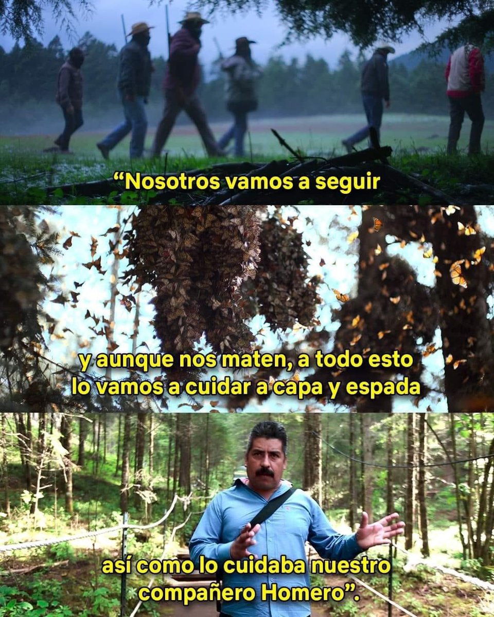 EnsedeCiencia's tweet photo. Cuando Homero se propuso cuidar a las mariposas monarca sabía que todo iba a estar en su contra, pero nunca dejó de luchar. Por eso hay que contar su historia. 🍃🦋🍃

El Guardián de las Monarcas 🦋 ✨ https://t.co/H9mzCrfBvL