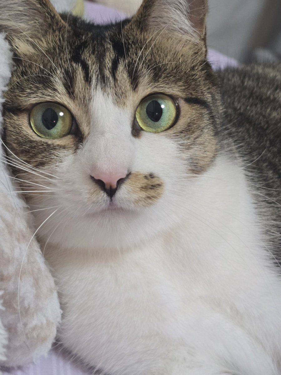 まりもちゃん！と🧌 tweet media