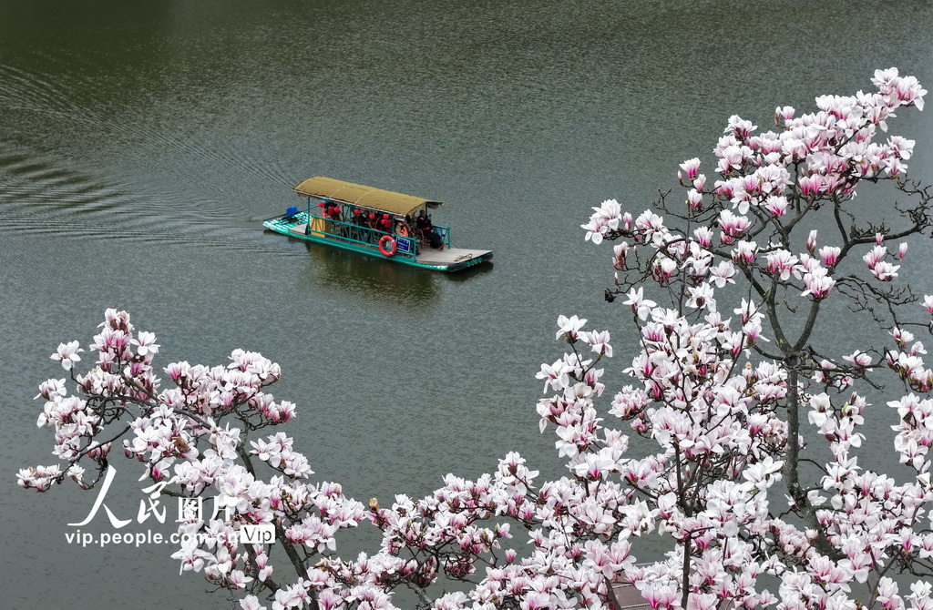 PDChinese's tweet photo. 【安徽歙縣：新安江畔玉蘭花漸次綻放】3月4日，安徽省歙縣新安江畔多景園的玉蘭花漸次綻放，與古橋古塔、江水相互映襯，構成一幅春意盎然的畫卷。 https://t.co/A7QnlbKW7Z