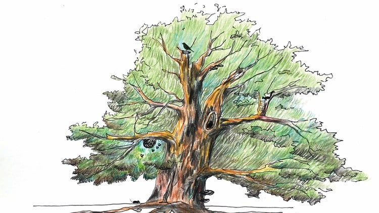 comidoc's tweet image. What is a Tree? Learn about the functions &amp;amp; characteristics

⏱️ 50 mins
⭐ 4.54
👥 330
🔄 Sep 2025
💰 FREE

comidoc.com/udemy/what-is-…

#Arboriculture #TreeCare #PlantScience #udemy