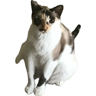 country girls(カントリーガール) by EasyPop btw #splatoon