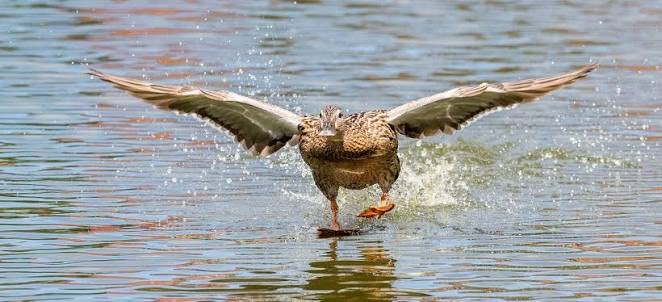 Aaron Himself tweet media