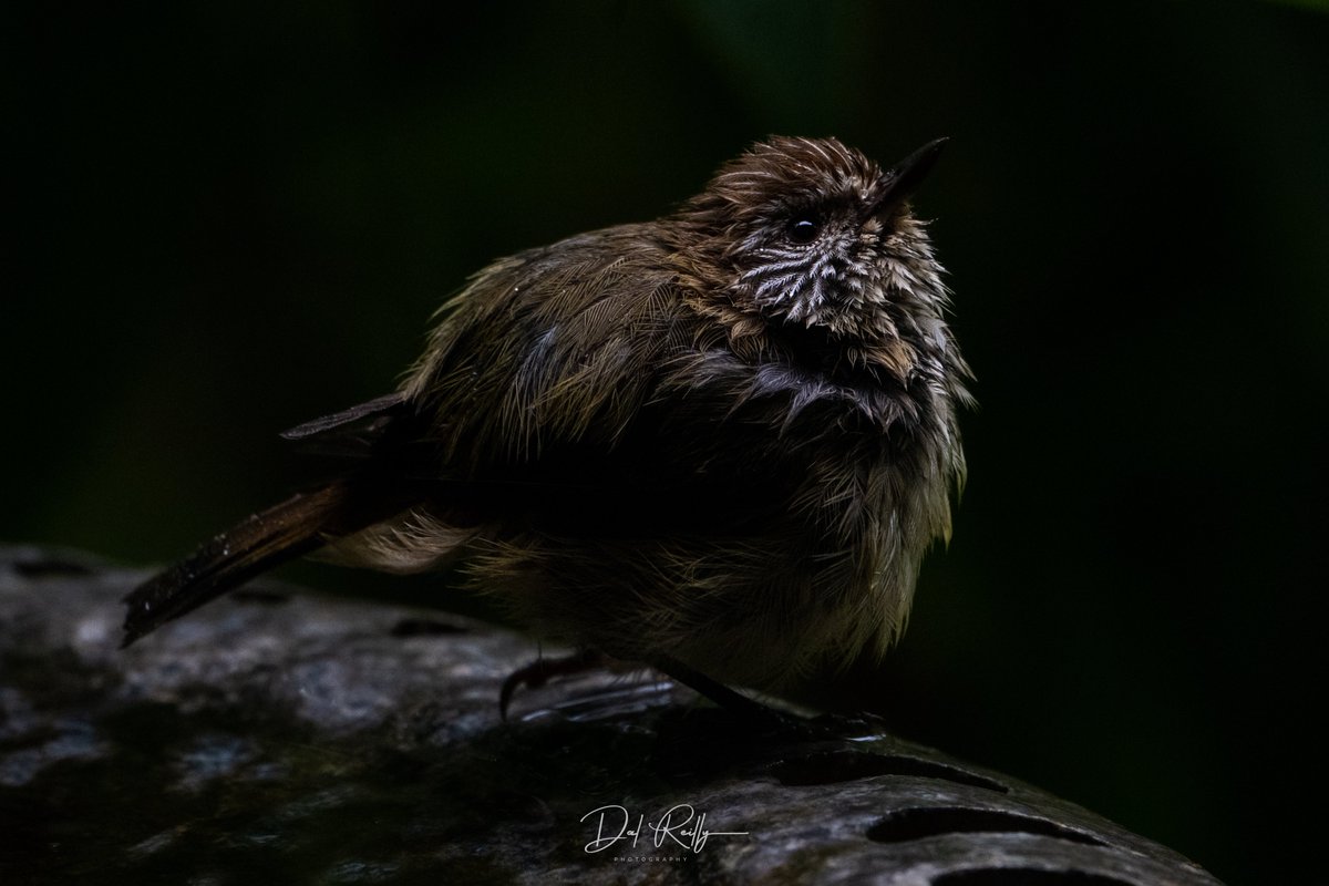 dallysbackyard's tweet photo. Striated Thornbill’s in the garden yesterday morning 🙂 #aussiebirds #Gippsland #abcaustralia #abcmyphoto #abcinmelbourne #visitgippsland #latrobevalley #abcgippsland #getbacktogippsland #ausgeo #visitlatrobecity #exquisitepics20_australia #nikonz8 https://t.co/HxxXMHMMNt