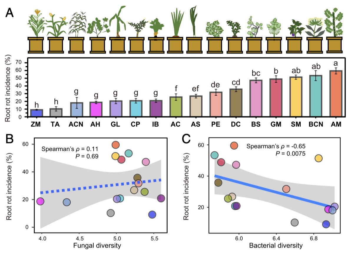 paperperday's tweet photo. High bacterial diversity drives the suppression of a soilborne plant disease

"the diversity of synthetic communities per se can provide plant health benefits through an increased ability to protect against pathogens."
https://t.co/a8PEtnSzIp https://t.co/rxNoajZjFv