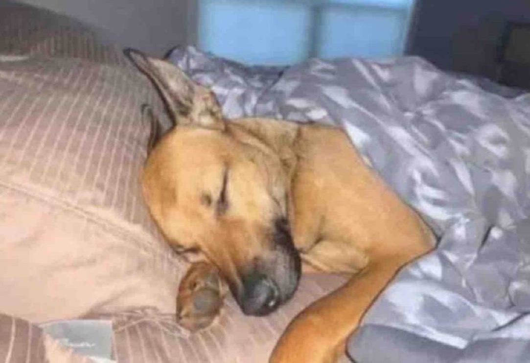 El Guarromántico tweet media