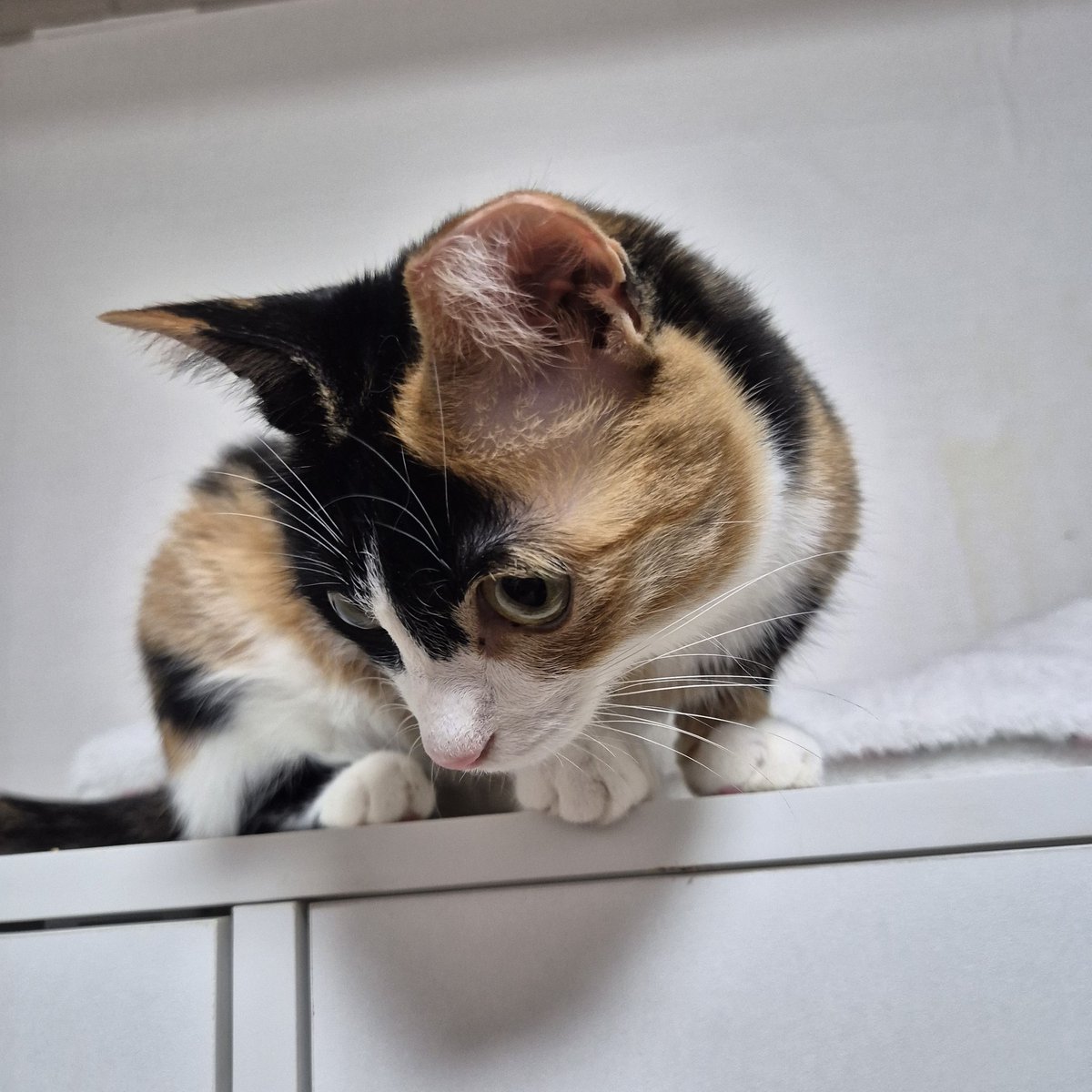 [입양홍보]
방울이 / 여아 (중성화O) / 2023년생 추정
넘 이쁘고 사람좋아하는 방울이
#고양이 #고양이입양 #입양처구해요 #입양홍보 #사지말고_입양하세요 #사지말고입양하세요