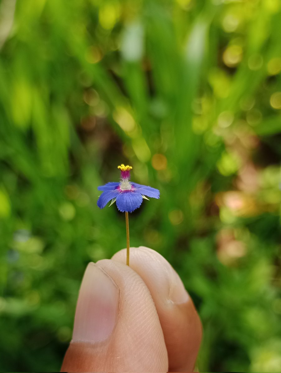 Priyank Singh tweet media