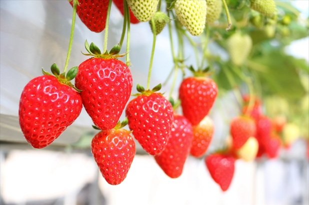 「おいしい！健康わかやま」和歌山県食品流通課 tweet media