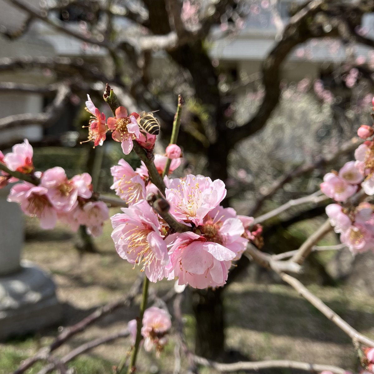 rinor7001's tweet photo. 梅とミツバチ🐝 https://t.co/iUnLmUAloC