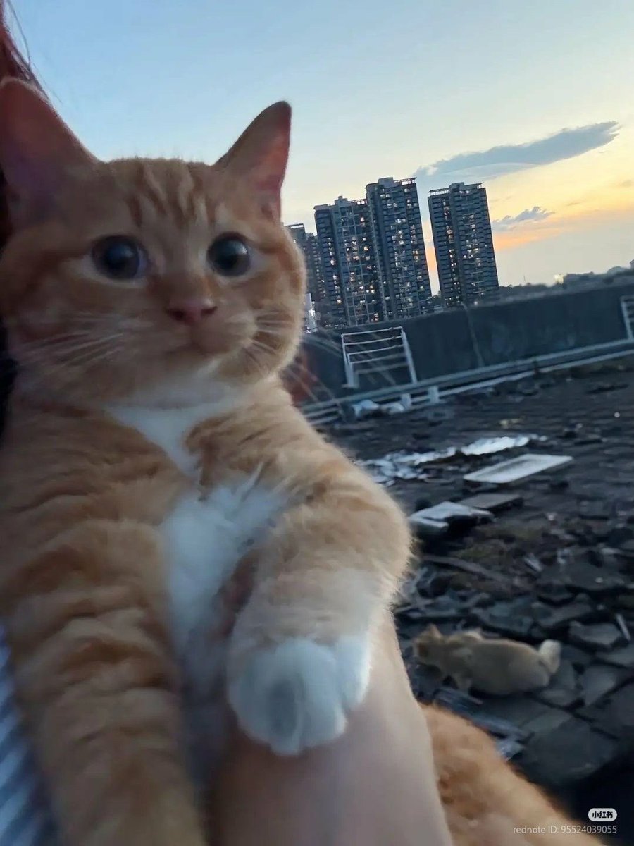 No Context Cats tweet media