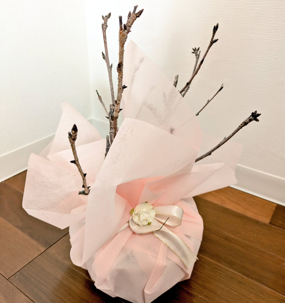 桜盆栽貰った！