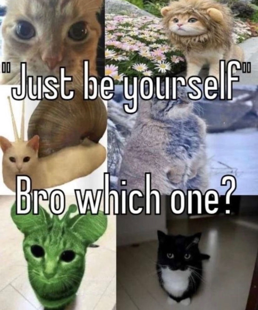 Punch Cat tweet media