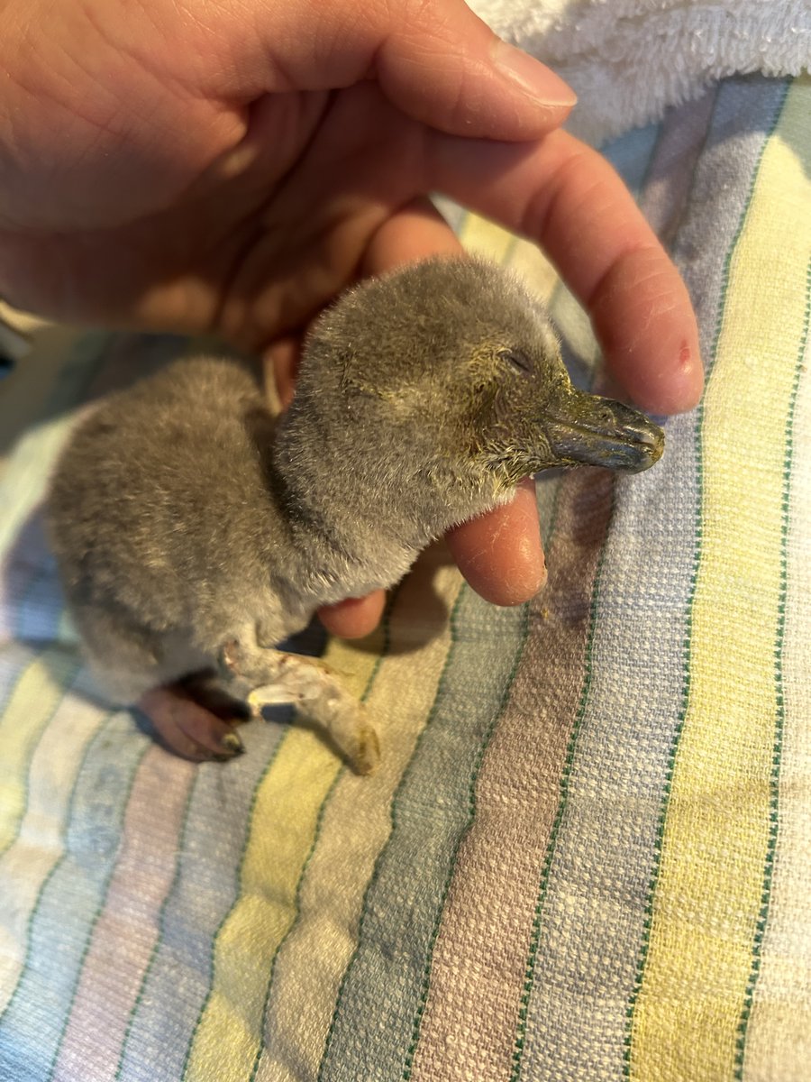 2025年11月7日生まれのヒナが展示場デビュー！ 生まれた時は体が小さく