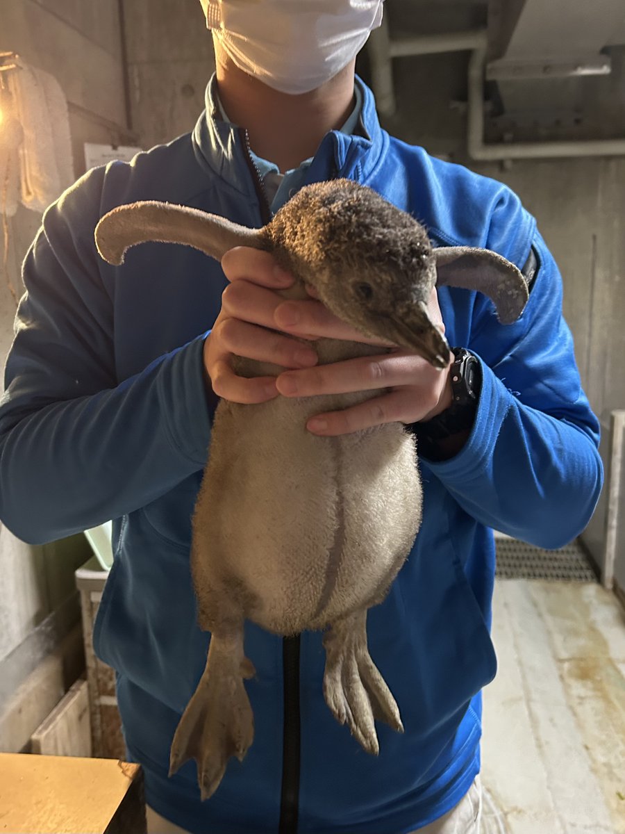 2025年11月7日生まれのヒナが展示場デビュー！ 生まれた時は体が小さく