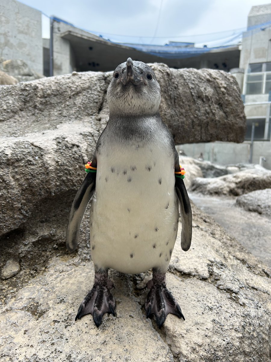 2025年11月7日生まれのヒナが展示場デビュー！ 生まれた時は体が小さく