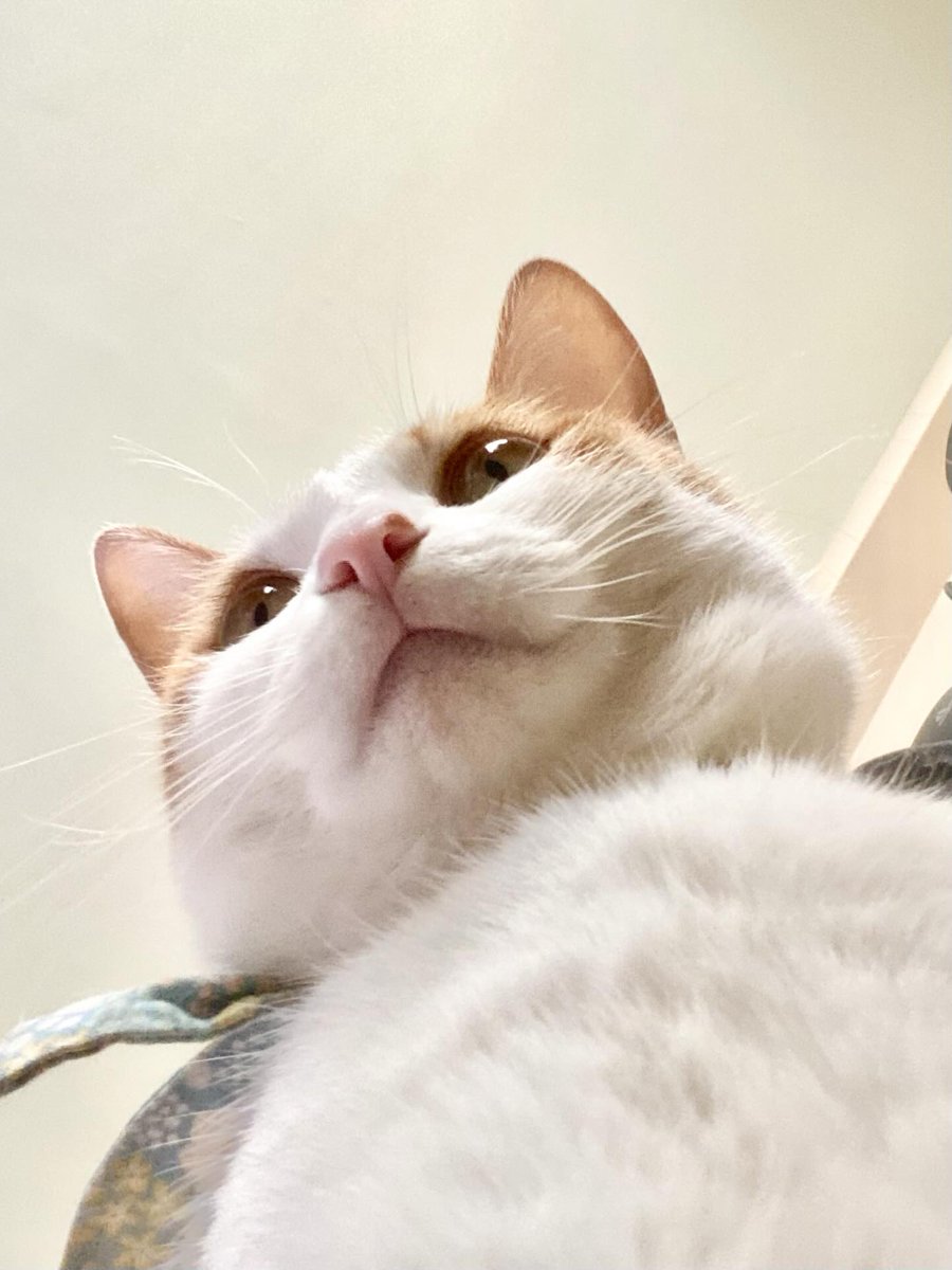 今天早上，版版雙手精準地在CPR要壓的位子上重重地按了一下，四捨五入也是被她救活了