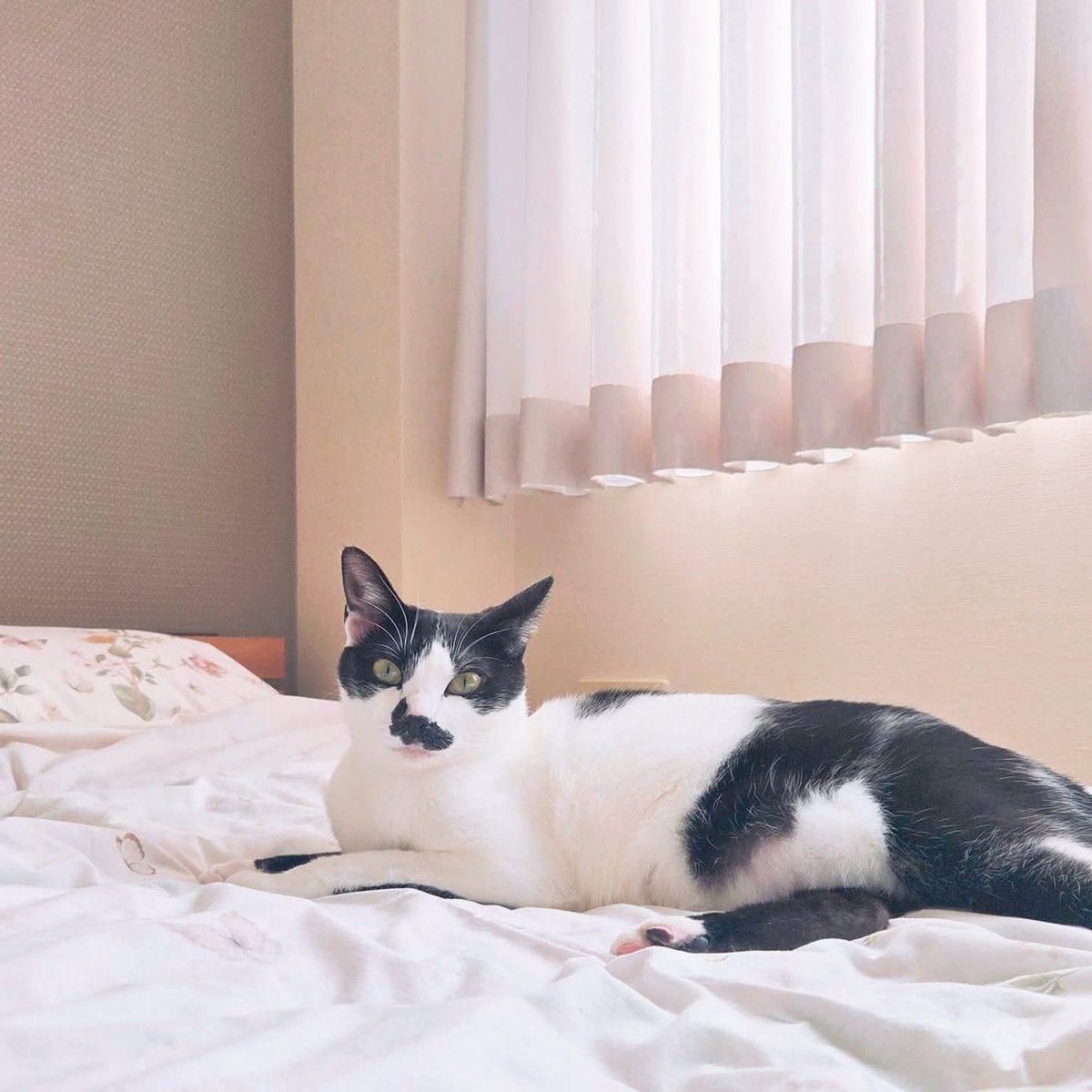 Spring has come🌸🐈‍⬛
#猫のいる暮らし #lukka #2歳9ヶ月