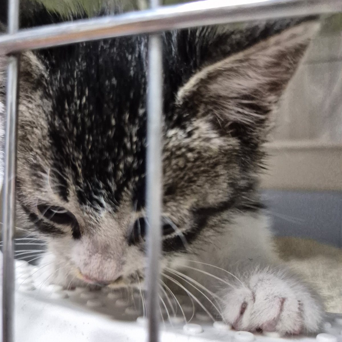 🐱쉼터 입양홍보🐶 대구관음&구암쉼터 (@dgu_cat) on Twitter photo 