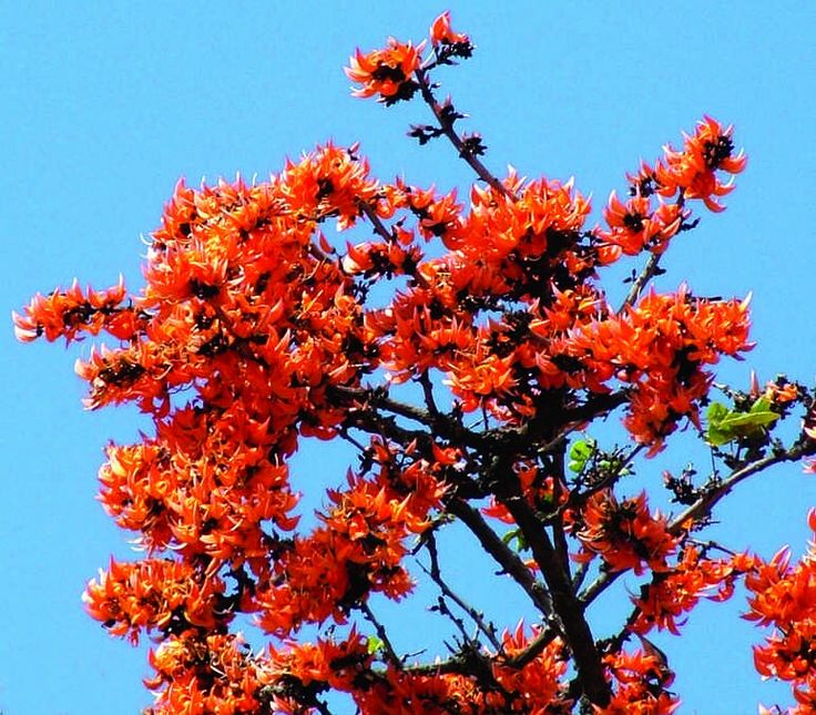 SoulofHindus's tweet photo. 1/3 🧵 
When spring hits Jharkhand, the forests ignite! 

Meet the Palas, the 'Flame of the Forest.' Mostly found in the wild heart of Jharkhand, these fiery blossoms are our pride. 

Support Jharkhand's beauty! 🧡 

#Palas #Jharkhand #FlameOfTheForest #Nature https://t.co/itpketKbFu