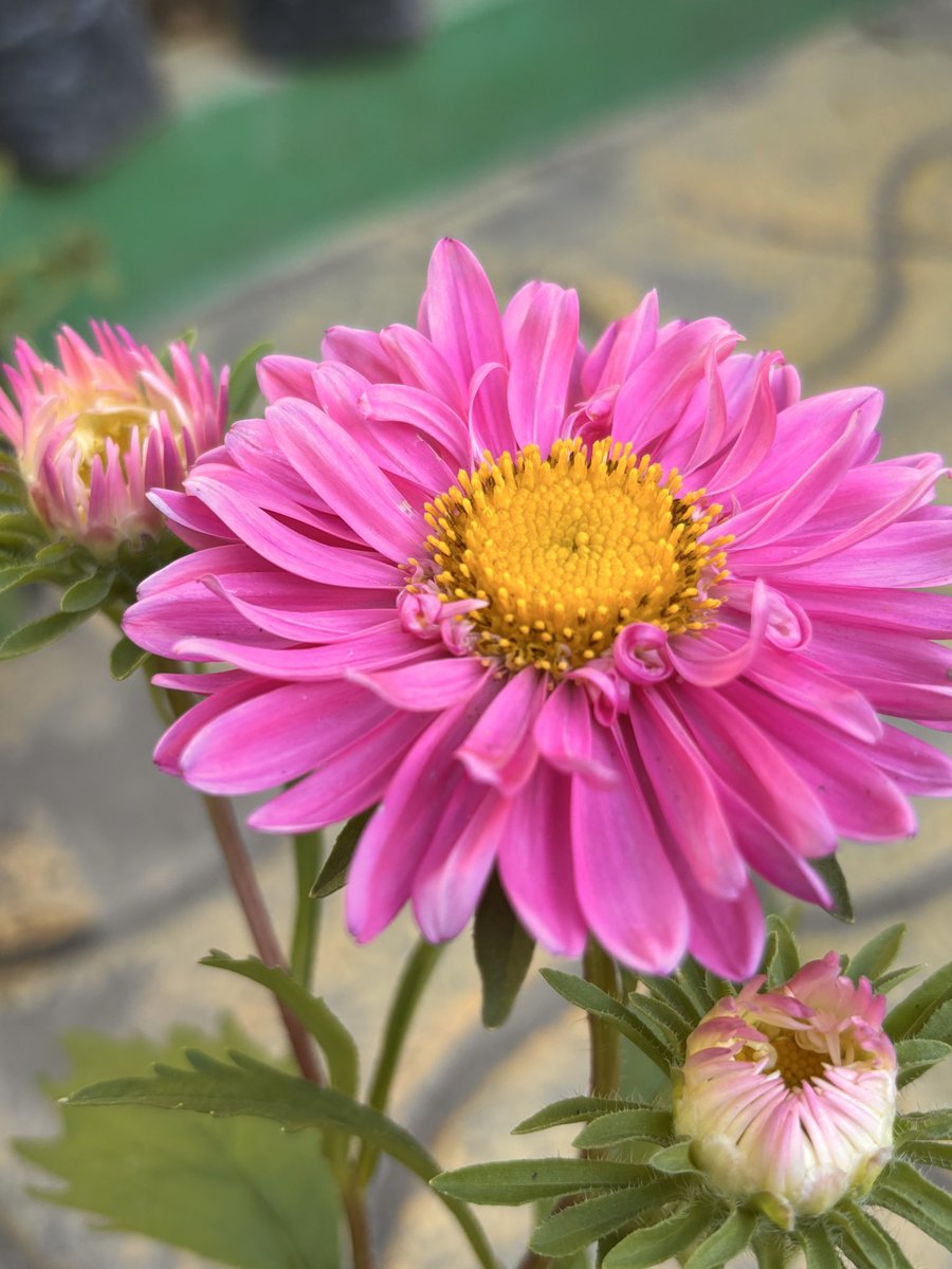 pargaien's tweet image. Nature always inspires. Show us your favorite views and tunes! 👇

#natureinspires 

Song: Phool tumhein bheja hai khat main👇

youtu.be/WtU389r6uys