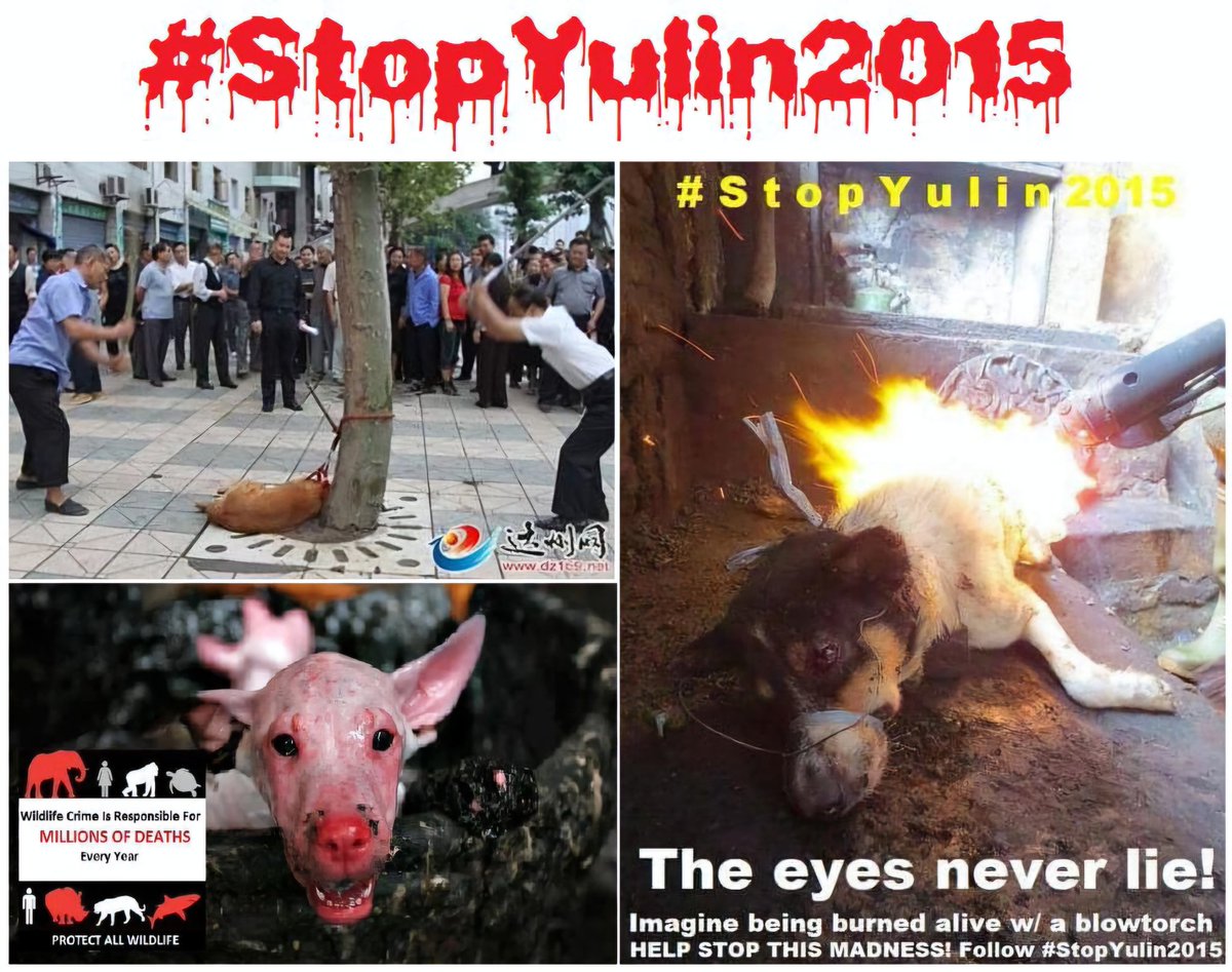 <a href="/WomenBeingAwful/">Women Being Awful</a> Chinese people not torturing animals challenge: Impossible