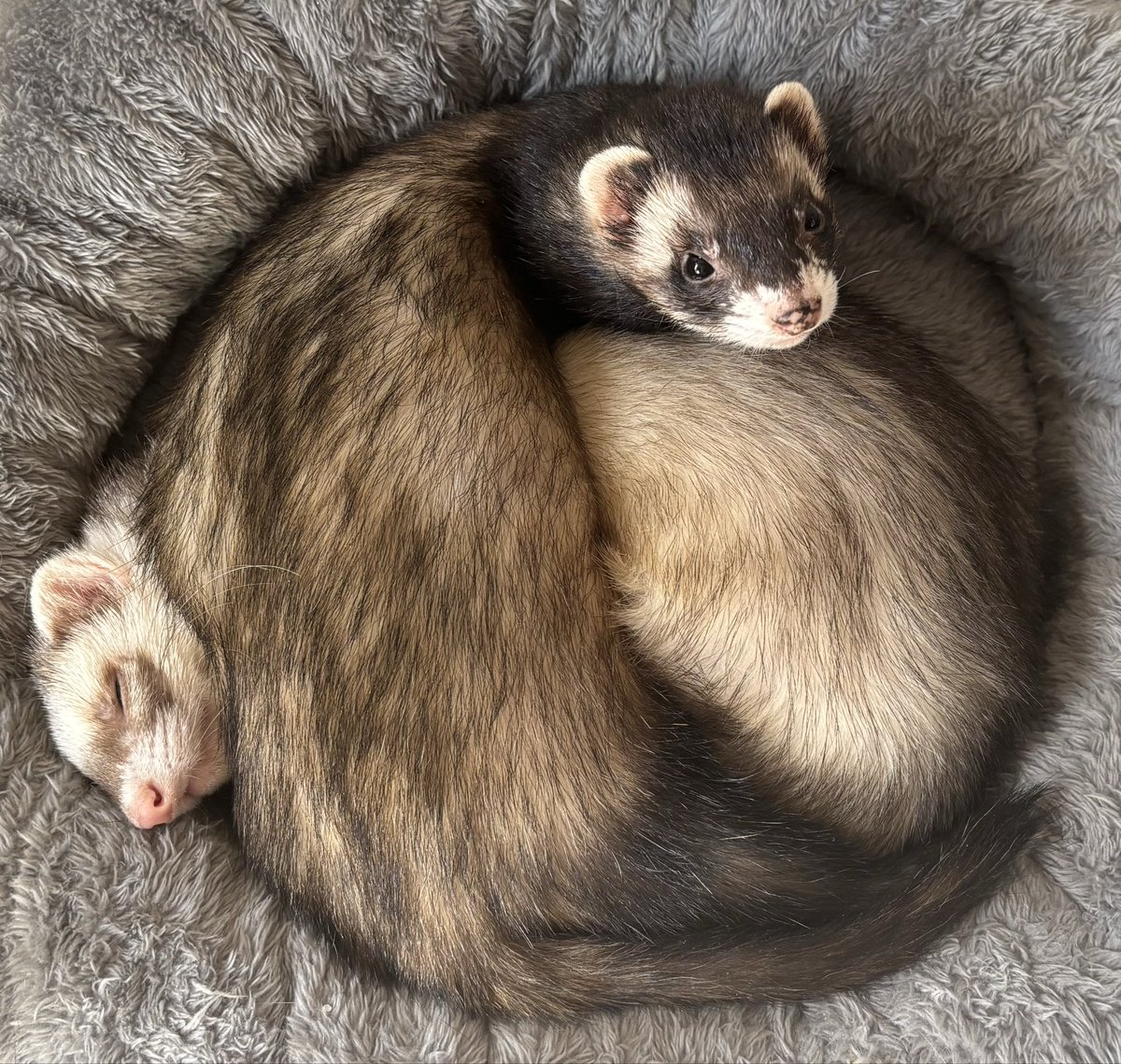 もこ(・ω・) tweet media