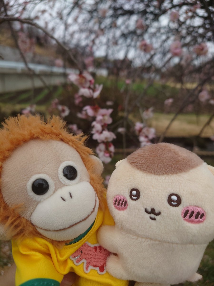 j_omio's tweet photo. 梅散ってきちゃったな
#ぬい撮り https://t.co/6yYF7DlDb5
