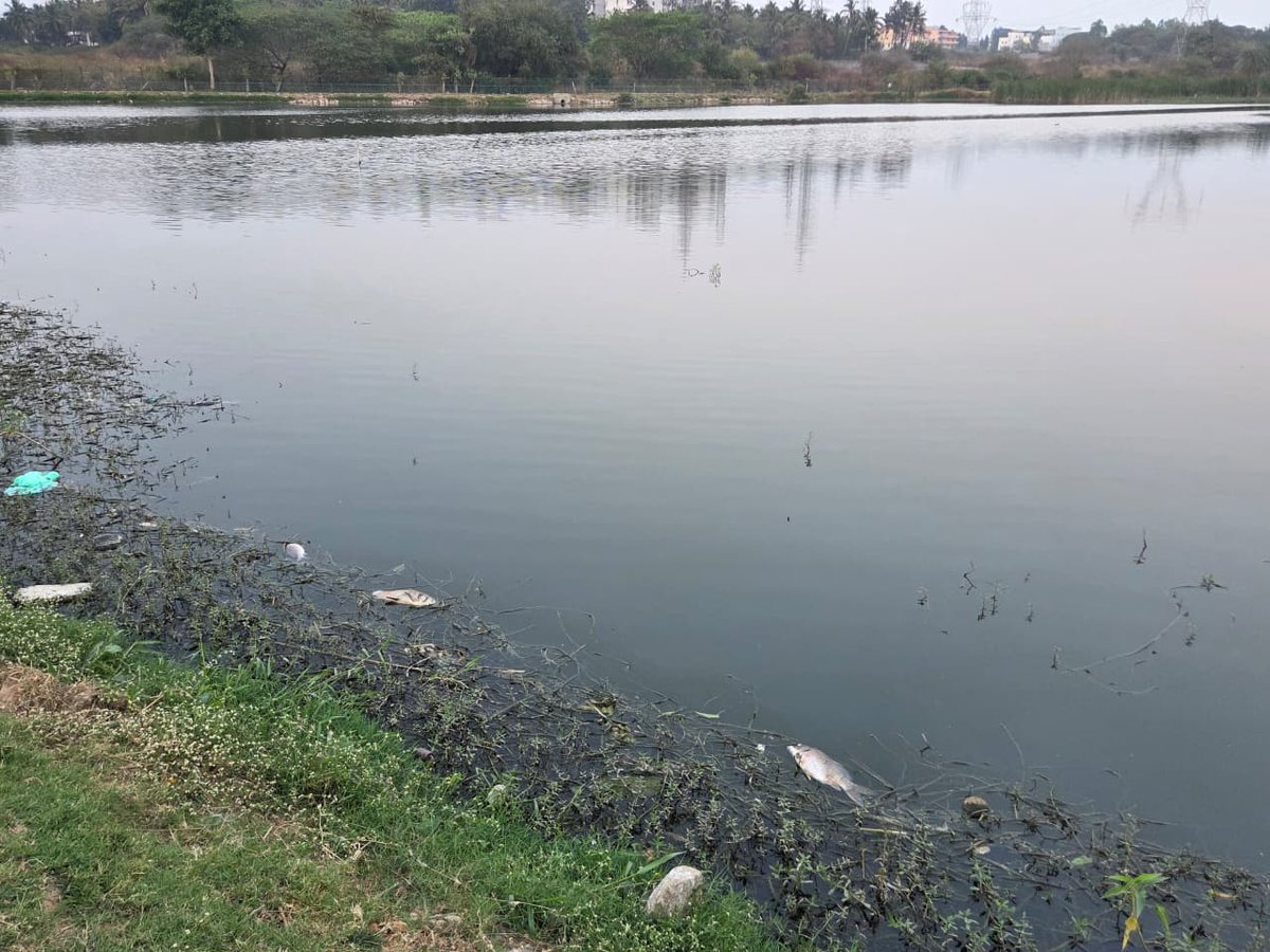 shikum79's tweet photo. Its not just birds and fish are dying, #BWSSB is killing whole #lake ecosystem by flowing sewage effluent.This Basapura lake-2 is located in road towards Begur from Basapura next to Duo City layout. @GBAChiefComm,@comm_blr_south need your immediate intervention. #savelake https://t.co/pDImqhbZdC