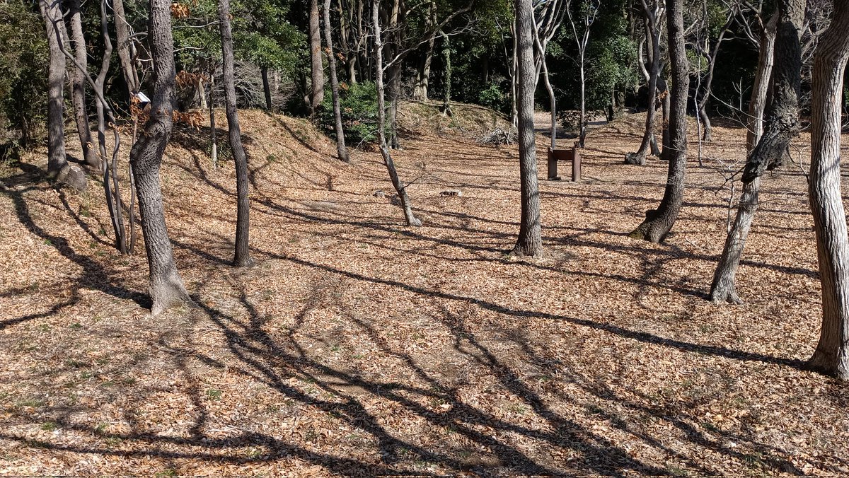 mnru08151's tweet photo. 久しぶり城跡巡り
小坂城址...牛久市
三の曲輪から奥に二の曲輪更に奥に
一の曲輪...重層的
土の城のウネリがイイ
#小坂城址 https://t.co/7OMvefe58Q
