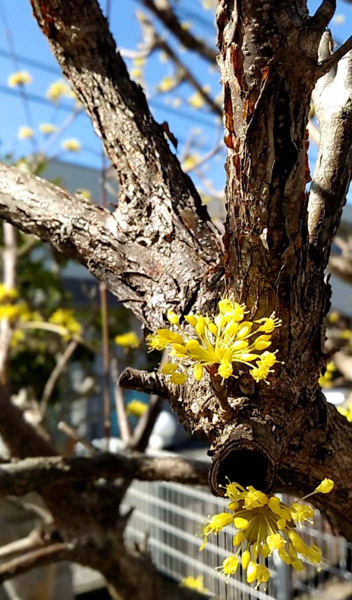 山茱萸の、
陽を浴びてはじけたようなところがよき。