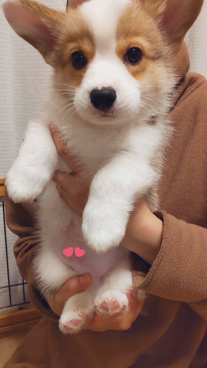 kyonokarikari tweet picture