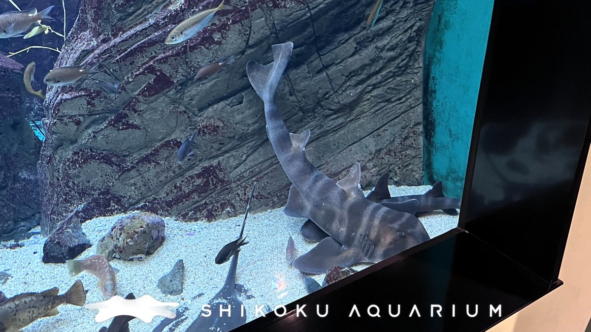 四国水族館 【公式】 on X: 