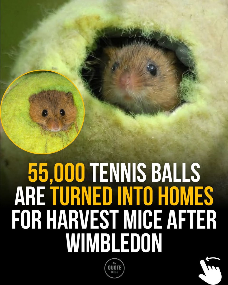 thequotecircl's tweet image. Every summer, Wimbledon serves up more than world-class tennis, it also helps create thousands of tiny homes for harvest mice. 🐭🎾 After the tournament ends, about 55,000 used tennis balls are donated to wildlife groups, where they're transformed into...