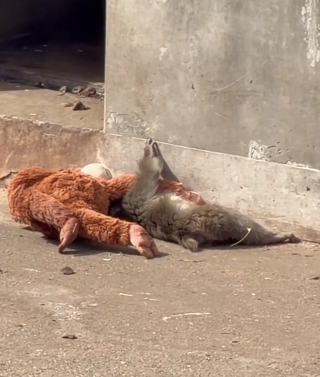 haru (punch/acc) tweet media