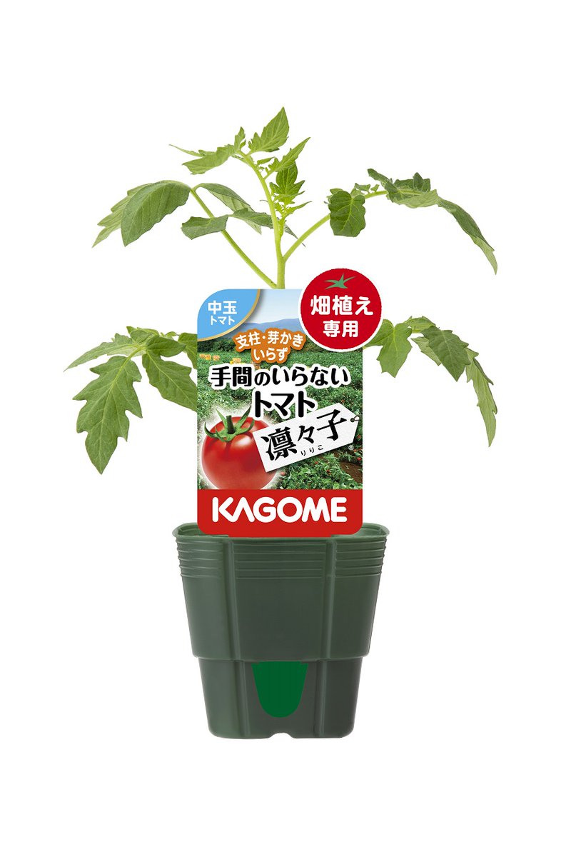 KAGOME_JP's tweet photo. ＿人人人人人人人人人人＿
＞ 　 トマト愛の強い 　 ＜
＞  企業アカウント様へ  ＜
￣Y^Y^Y^Y^Y^Y^Y^Y￣

一緒にトマトを育ててくださる企業様はいませんか🍅？
トマトの苗をお送りしますので、ご興味のある企業様は、3/13(金)17:00までにコメントをお願いします👇 https://t.co/8BheZsCn4e