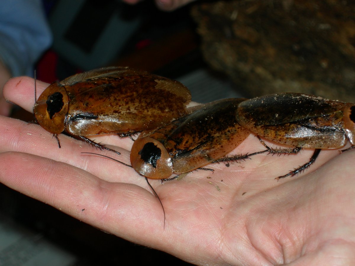 Bill Moseley tweet media