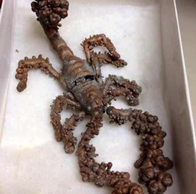 TheDoctorRegen's tweet photo. Deep in an Arizona copper mine, scientists found a scorpion it was no ordinary fossil. It has been transformed it into pure copper. https://t.co/Iu5nLjifYM