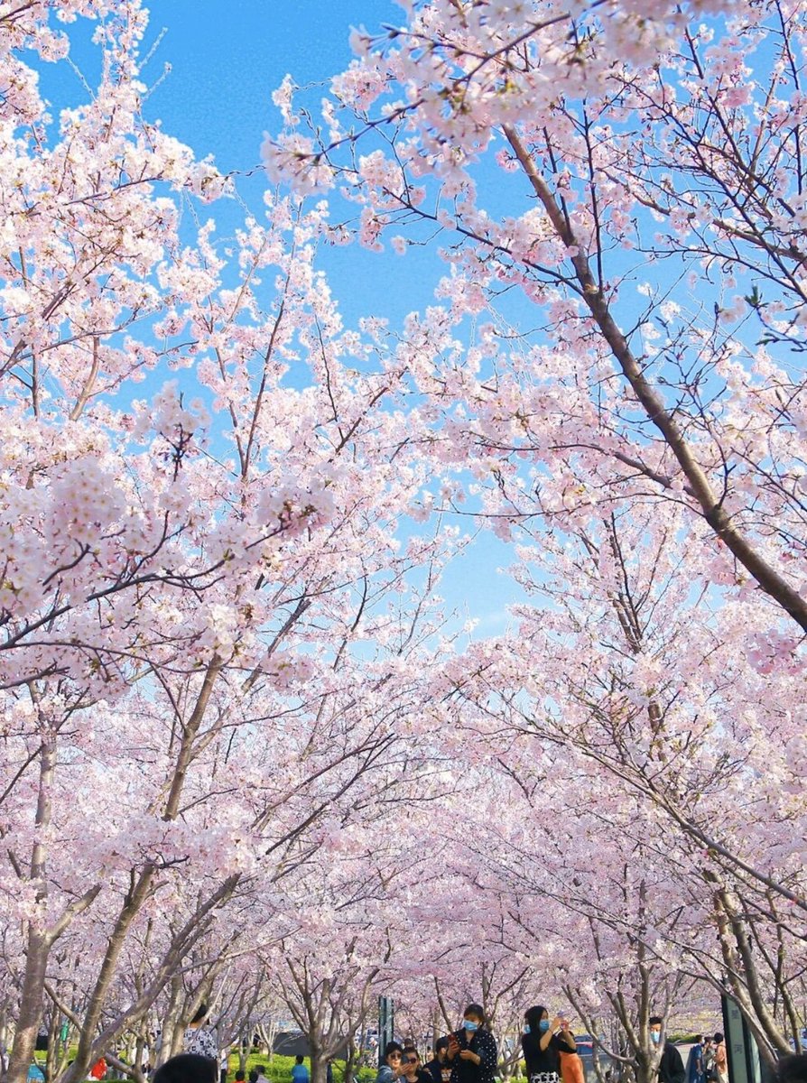 TravelYant95583's tweet image. Spring in Yantai 🌸
Willows bud in Nanshan Park.
Plum blossoms bloom in March.
Cherry blossoms follow in April.
Mountains awaken after Awakening of Insects.
Walk. Climb. Breathe. Watch the sea.
Spring feels alive here.
#Yantai #SpringInYantai #TravelChina #VisitYantai