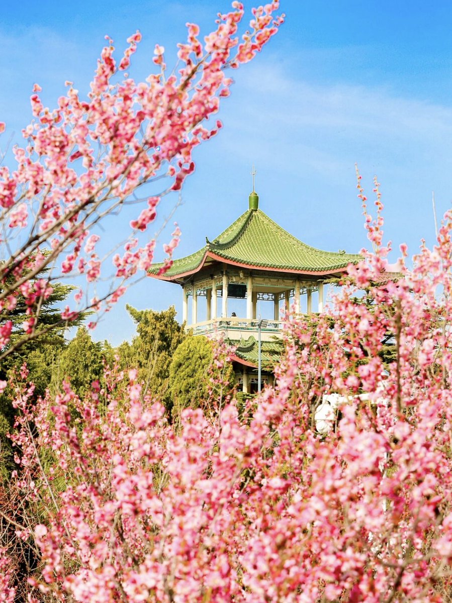 TravelYant95583's tweet image. Spring in Yantai 🌸
Willows bud in Nanshan Park.
Plum blossoms bloom in March.
Cherry blossoms follow in April.
Mountains awaken after Awakening of Insects.
Walk. Climb. Breathe. Watch the sea.
Spring feels alive here.
#Yantai #SpringInYantai #TravelChina #VisitYantai